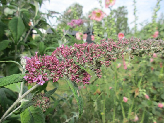 Syrenbuddleja 
                               