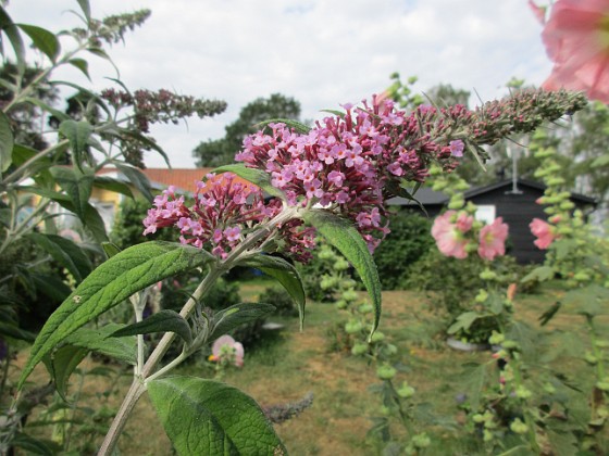 Syrenbuddleja 
                               