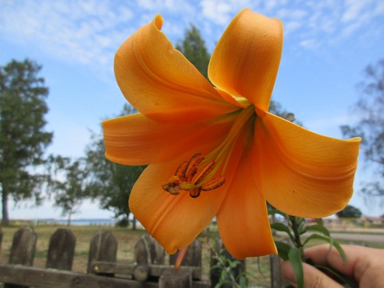 Trumpetlilja  
                                 
2019-07-27 Trumpetlilja_0004  
Granudden  
Färjestaden  
Öland