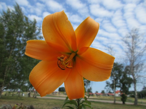 Trumpetlilja  
                                 
2019-07-27 Trumpetlilja_0048  
Granudden  
Färjestaden  
Öland