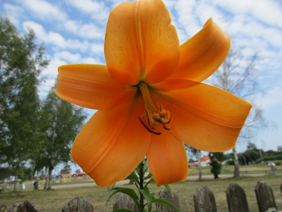 Trumpetlilja  
                                 
2019-07-27 Trumpetlilja_0051  
Granudden  
Färjestaden  
Öland