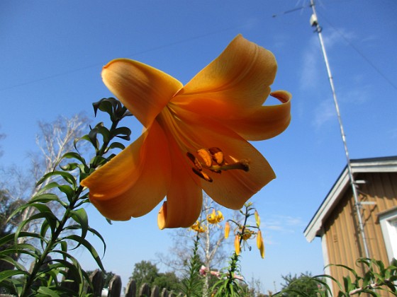 Trumpetlilja  
                                 
2019-07-27 Trumpetlilja_0104  
Granudden  
Färjestaden  
Öland