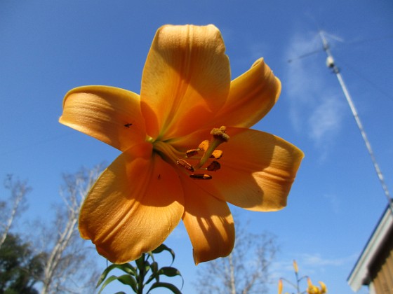 Trumpetlilja  
                                 
2019-07-27 Trumpetlilja_0107  
Granudden  
Färjestaden  
Öland