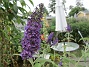 Syrenbuddleja  
                                 
2019-07-27 Syrenbuddleja_0067