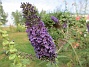 Syrenbuddleja