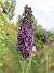 Syrenbuddleja  
                                 
2019-07-27 Syrenbuddleja_0069