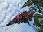 Syrenbuddleja  
                                 
2019-07-27 Syrenbuddleja_0072