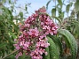 Syrenbuddleja  
                                 
2019-07-27 Syrenbuddleja_0080