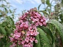 Syrenbuddleja