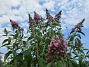 Syrenbuddleja  
                                 
2019-07-27 Syrenbuddleja_0083