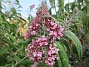                                 (2019-07-27 Syrenbuddleja_0084)