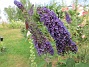                                 (2019-07-27 Syrenbuddleja_0085)