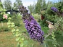 Syrenbuddleja  
                                 
2019-07-27 Syrenbuddleja_0086