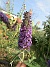 Syrenbuddleja  
                                 
2019-07-27 Syrenbuddleja_0088