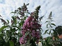 Syrenbuddleja