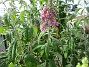 Syrenbuddleja  
                                 
2019-07-27 Syrenbuddleja_0096