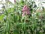 Syrenbuddleja  
                                 
2019-07-27 Syrenbuddleja_0097