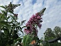 Syrenbuddleja  
                                 
2019-07-27 Syrenbuddleja_0098