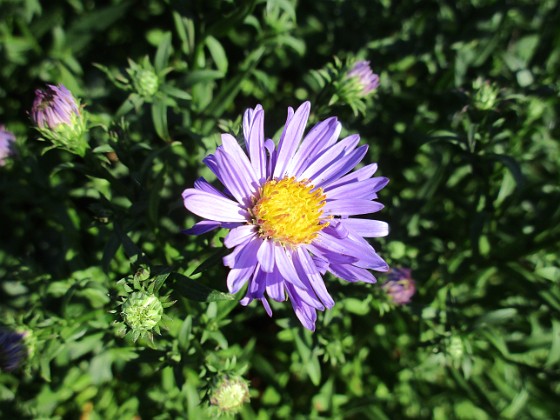 Aster  
Årets första. Men den heter 'Early Blue' också!  
2019-07-28 Aster_0136  
Granudden  
Färjestaden  
Öland