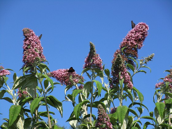 Buddleja 
Man kan förstå varför den också kallas Fjärilsbuske!                               