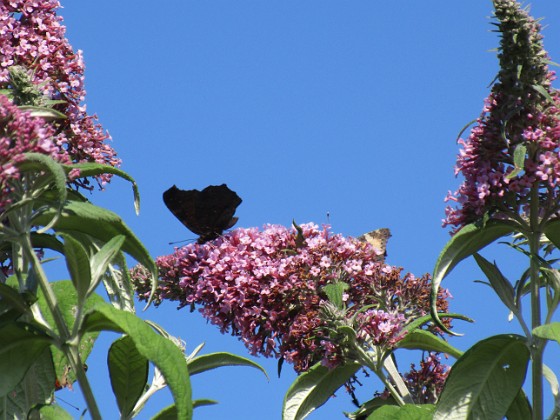 Buddleja { Man kan förstå varför den också kallas Fjärilsbuske!                                } 