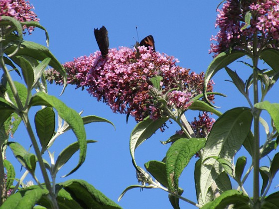 Buddleja