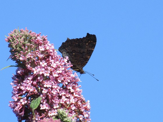 Buddleja  
Man kan förstå varför den också kallas Fjärilsbuske!                                 
2019-07-28 Buddleja_0127  
Granudden  
Färjestaden  
Öland