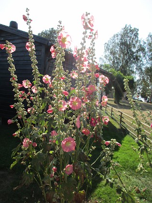 Stockros  
Stockrosor i motljus.  
2019-07-28 Stockros_0098  
Granudden  
Färjestaden  
Öland