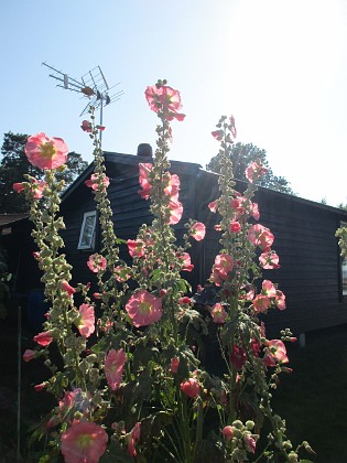 Stockros  
Stockrosor i motljus.                                 
2019-07-28 Stockros_0100  
Granudden  
Färjestaden  
Öland