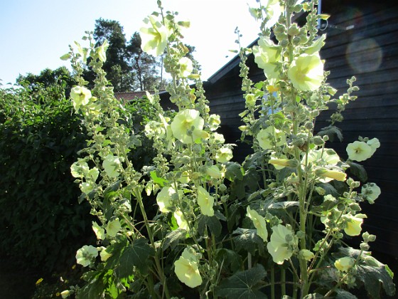 Stockros  
                                 
2019-07-28 Stockros_0102  
Granudden  
Färjestaden  
Öland