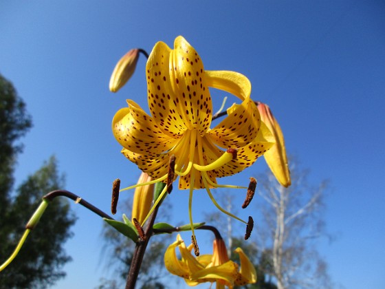 Tigerlilja { Den här sorten kallas 'Citronella'.                                } 