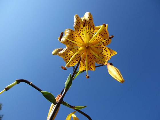 Tigerlilja 
Den här sorten kallas 'Citronella'.                               