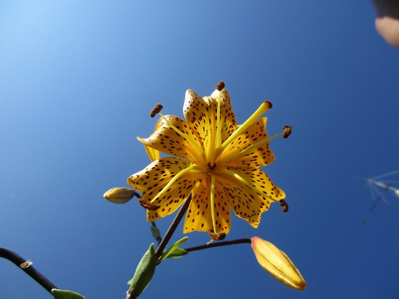 Tigerlilja { Den här sorten kallas 'Citronella'.                                } 