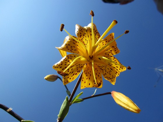 Tigerlilja { Den här sorten kallas 'Citronella'.                                } 