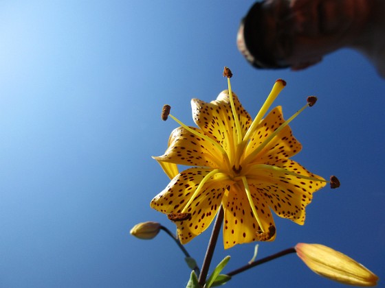 Tigerlilja { Den här sorten kallas 'Citronella'.                                } 