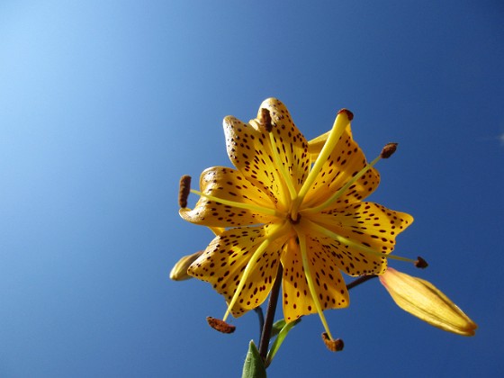 Tigerlilja  
Den här sorten kallas 'Citronella'.                                 
2019-07-28 Tigerlilja_0092  
Granudden  
Färjestaden  
Öland