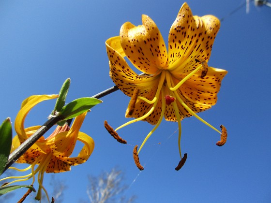 Tigerlilja  
Den här sorten kallas 'Citronella'.                                 
2019-07-28 Tigerlilja_0095  
Granudden  
Färjestaden  
Öland