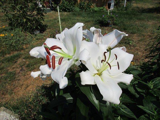 Trädlilja { Den första vita Trädliljan har fått flera stora blommor!                                } 