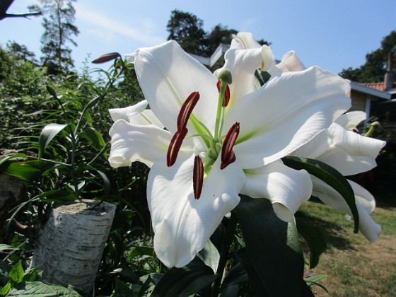 Trädlilja { Den första vita Trädliljan har fått flera stora blommor!                                } 