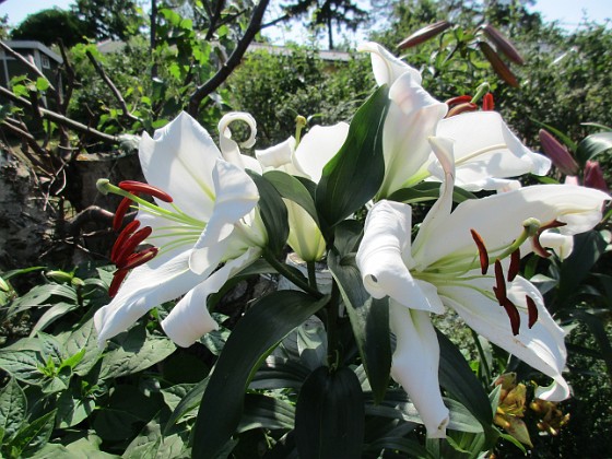 Trädlilja { Den första vita Trädliljan har fått flera stora blommor!                                } 