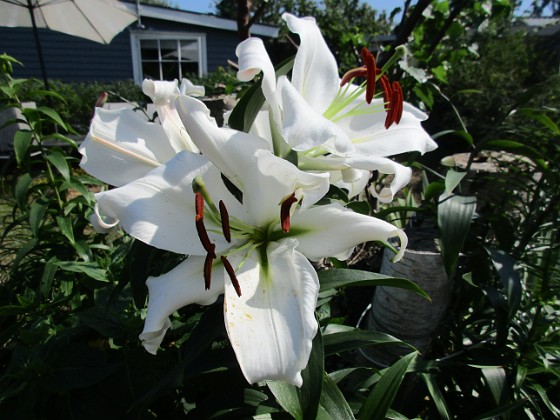 Trädlilja { Syns det hur stora blommorna verkligen är?!                                } 