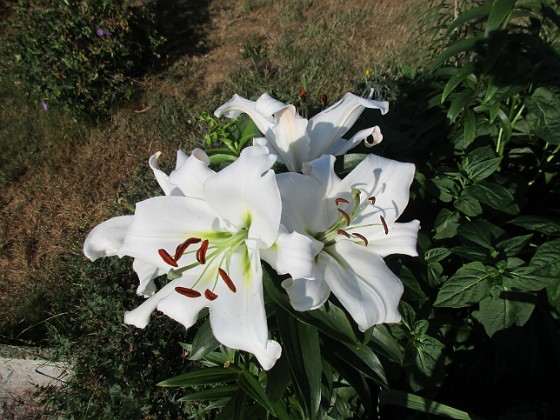 Trädlilja { Många stora vita blommor på denna Trädliljan.                                } 