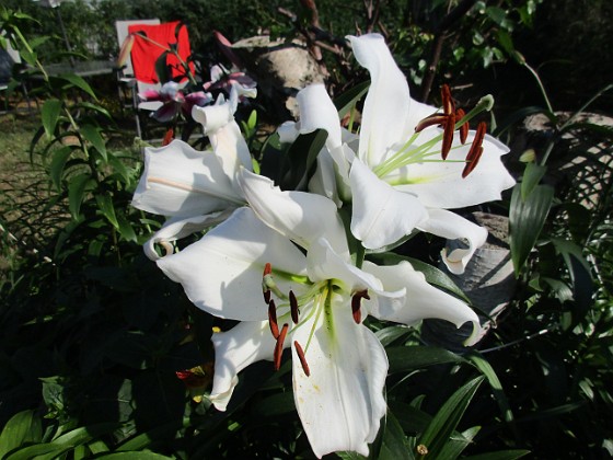 Trädlilja { Många stora vita blommor på denna Trädliljan.                                } 