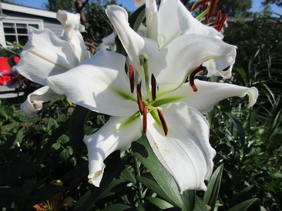 Trädlilja { Många stora vita blommor på denna Trädliljan.                                } 