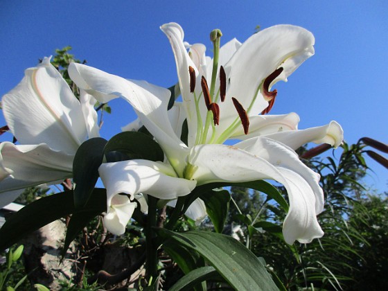 Trädlilja { Många stora vita blommor på denna Trädliljan. Fint med blå himmel bakom!                                } 