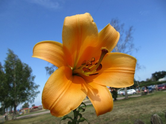 Trumpetlilja { Den här trumpetliljan heter 'African Queen'.                                } 