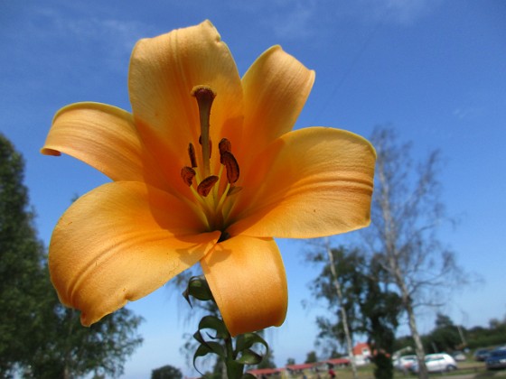 Trumpetlilja  
Den här trumpetliljan heter 'African Queen'.                                 
2019-07-28 Trumpetlilja_0016  
Granudden  
Färjestaden  
Öland