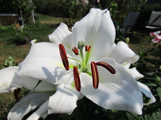 Trädlilja  
Den första vita Trädliljan har fått flera stora blommor!  
2019-07-28 Trädlilja_0036  
Granudden  
Färjestaden  
Öland