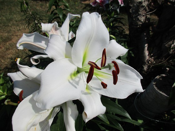 Trädlilja  
Syns det hur stora blommorna verkligen är?!  
2019-07-28 Trädlilja_0057  
Granudden  
Färjestaden  
Öland