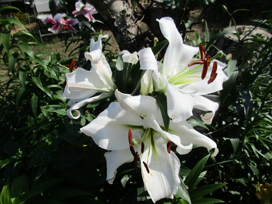 Trädlilja  
Syns det hur stora blommorna verkligen är?!                                 
2019-07-28 Trädlilja_0060  
Granudden  
Färjestaden  
Öland